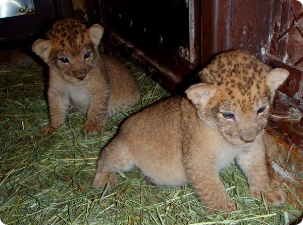 В бердянском зоопарке на свет появились львята (ВИДЕО)