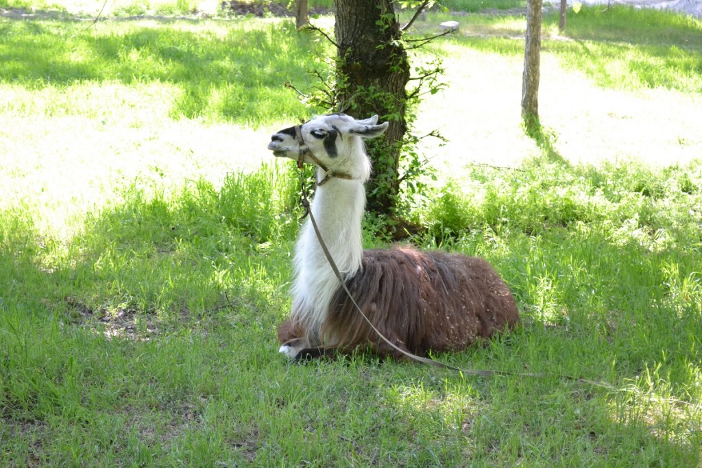Лошади, пони и верблюды в «Дубовке»: поддержат ли запорожские депутаты петицию о сохранении конюшни?