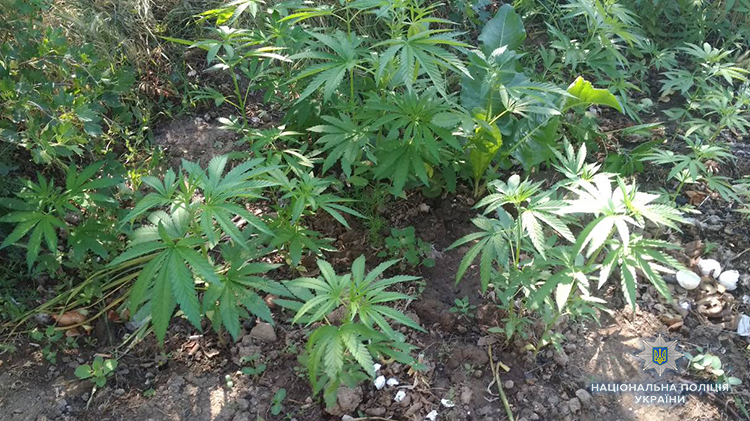 В Запорожской области полисмены ликвидировали плантацию конопли (ФОТО)