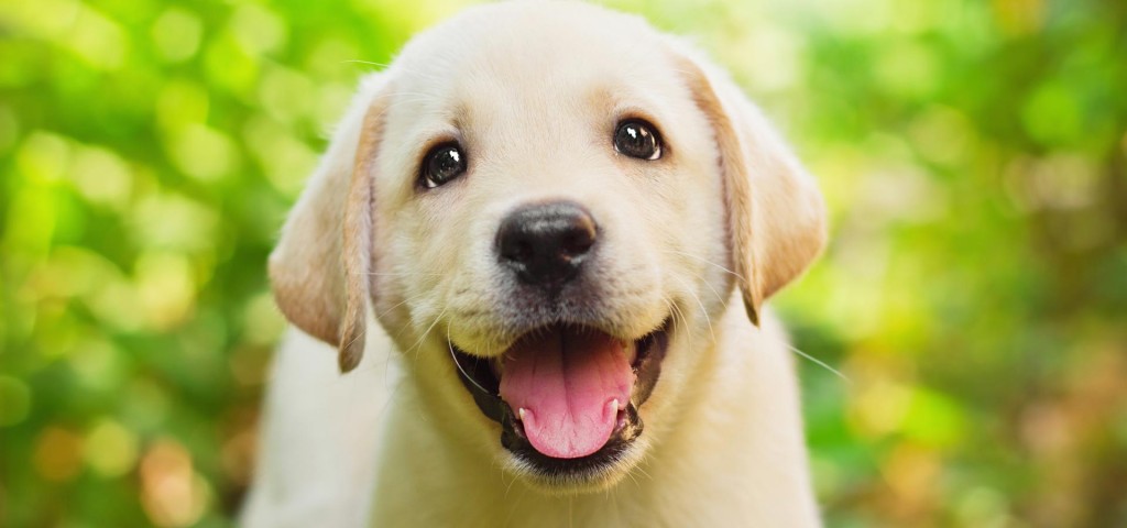 В Запорожье спасли щенка, который провалился в полутораметровый люк