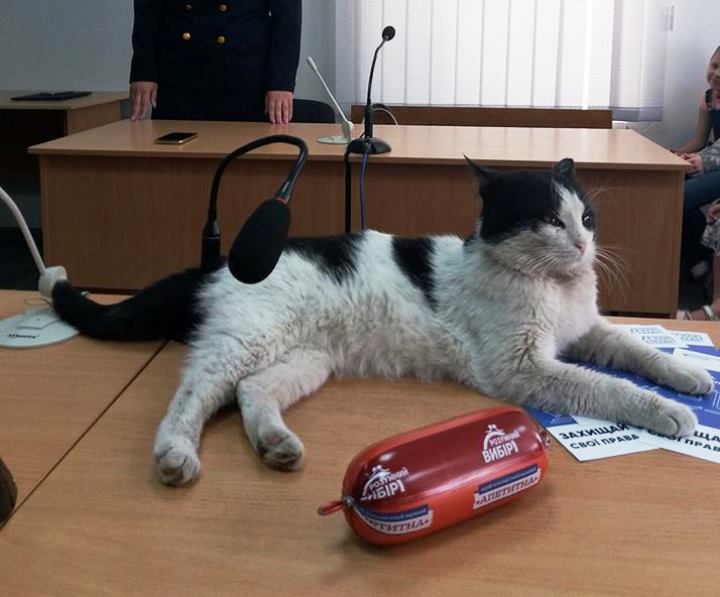 В Запорожье на скамье подсудимых оказался кот, подозреваемый в краже колбасы (ФОТО)