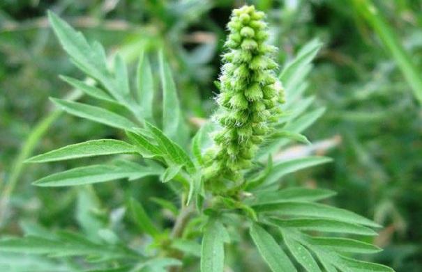 Запорожцев просят на карте отмечать очаги амброзии