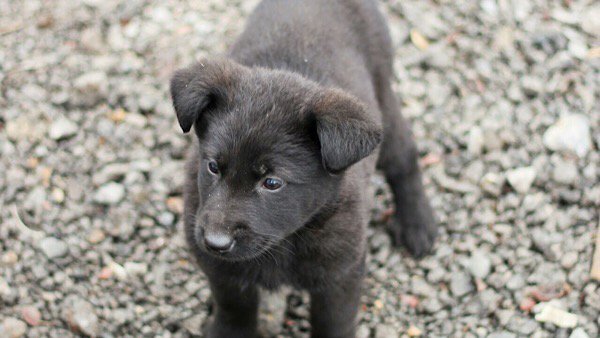 В Запорожье заживо сожгли щенков (ВИДЕО 18+)