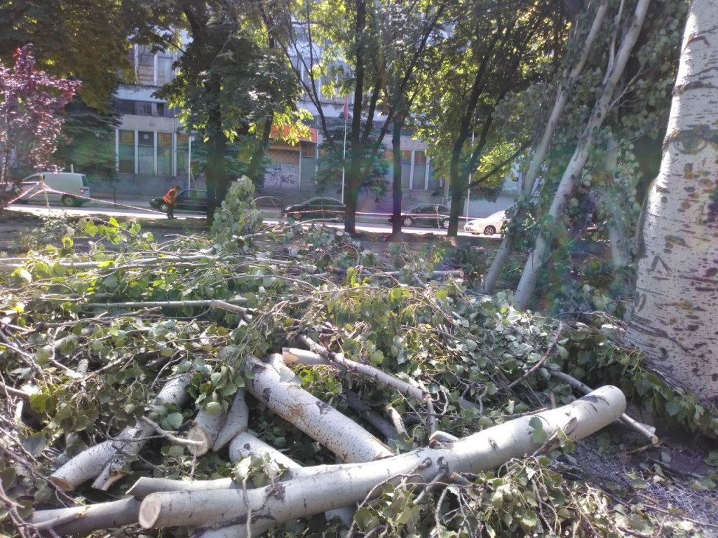 В Запорожье на пр. Маяковского завершается вырубка деревьев: сколько уже спилено (ФОТО, ВИДЕО)