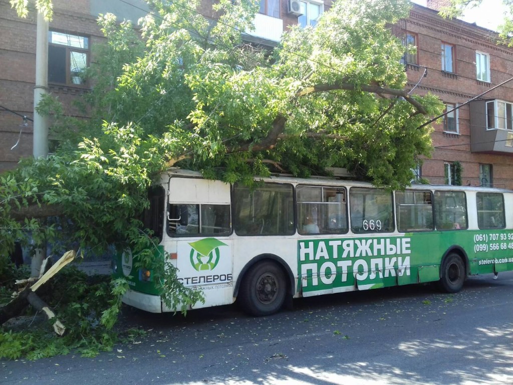В Запорожье на троллейбус упало дерево: пострадала пассажирка (ФОТО)