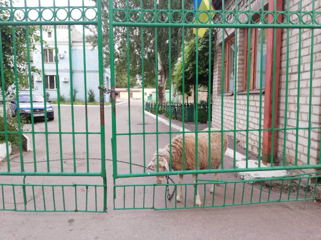 Курьезы: в Запорожье медучреждение охраняет овца (ФОТО)