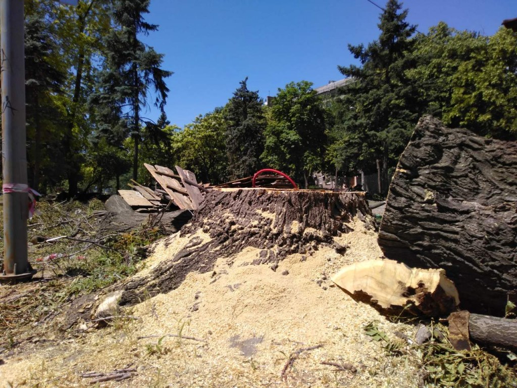 Как выглядит проспект Маяковского после вырубки деревьев (ФОТО, ВИДЕО)