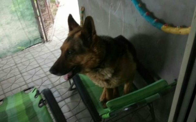 В Запорожской области больше недели пытаются найти потерявшуюся собаку (ФОТО)