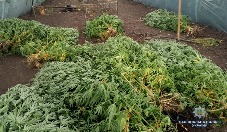В Запорожской области нашли две наркоплантации (ФОТО, ВИДЕО)