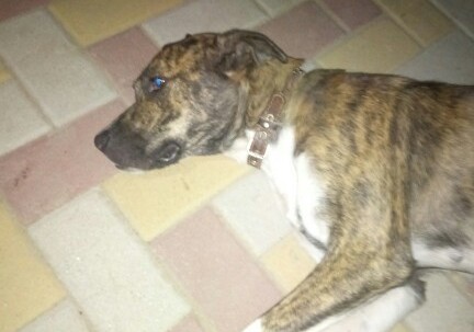 В спальном районе Запорожья нашли породистого пса с ошейником (ФОТО)