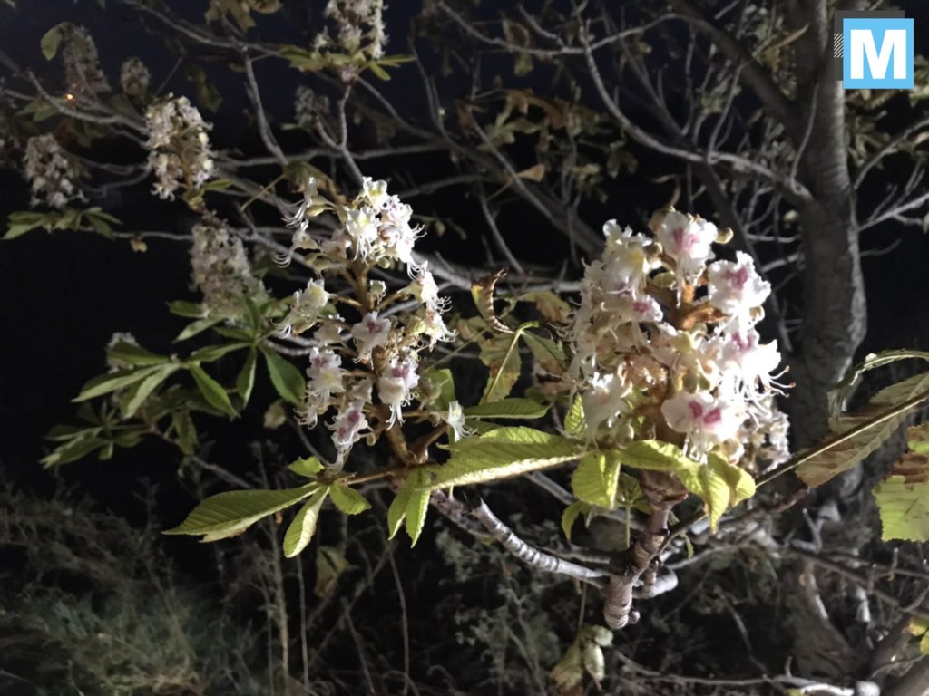 Природные аномалии: в Запорожской области расцвели почти «лысые» каштаны (ФОТО)