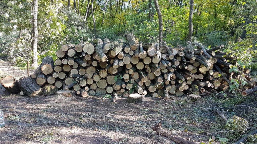 Нарубили на полмиллиона: под Запорожьем поймали на горячем «черных лесорубов» (ФОТОРЕПОРТАЖ)
