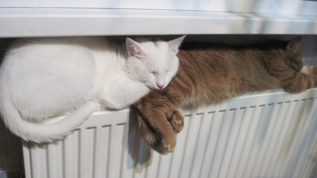 У управителей все хорошо, а в ОСМД, школах и садах проблемы: насколько Запорожье готово к отопительному сезону