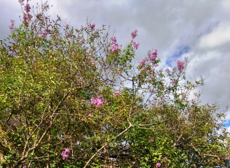 Удивительная осень: в Запорожской области расцвела сирень (ФОТО)