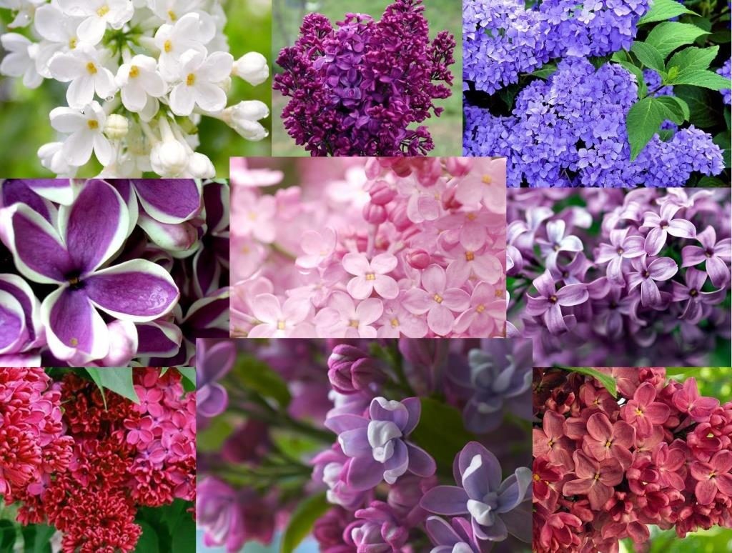 Аномальная осень: в Запорожской области во всю цветет сирень (ФОТО)