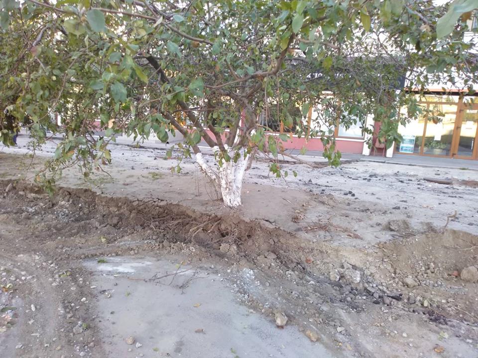 В Запорожье из-за ремонта дороги вырубят 20 деревьев