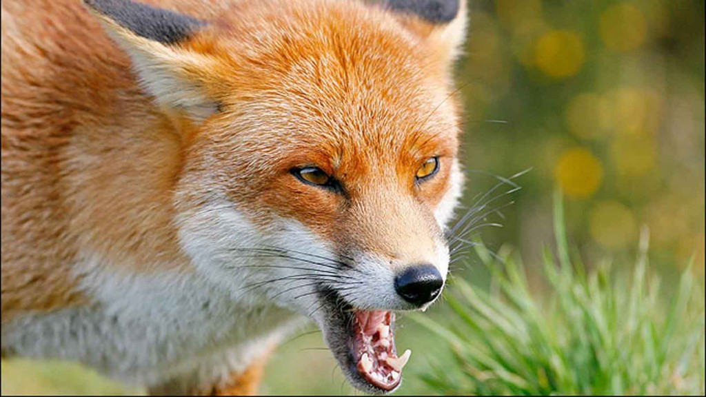 В Запорожской области при помощи самолета вакцинируют диких животных