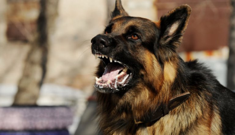 В Мелитополе стая собак «терроризирует» жителей города (ФОТО)