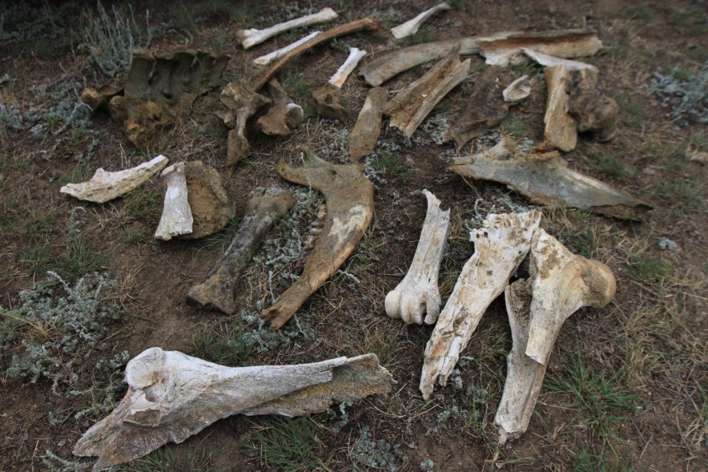 По Запорожьем обнаружили свалку с останками животных (ВИДЕО)