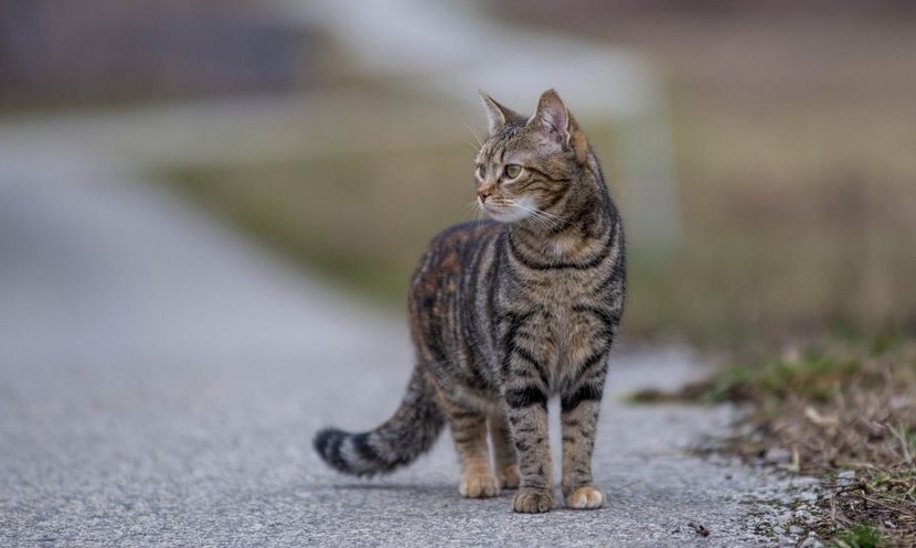 Курьезы: в Запорожской области кот взорвал сеть своим поведением на дороге (ВИДЕО)