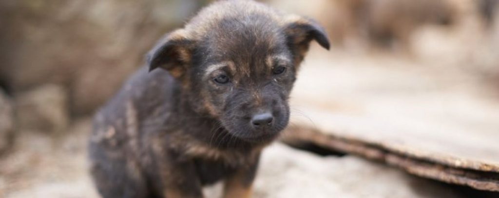 В Запорожской мэрии отчитались о реализации программы обращения с бездомными животными