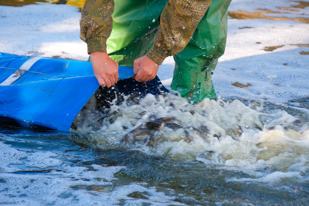 В Запорожье за последний месяц в Днепр выпустили почти 400 тысяч мальков карпа, толстолоба и белого амура (ВИДЕО)