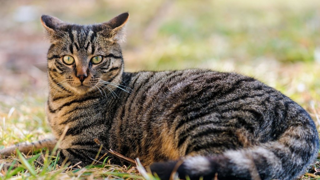 В Запорожской области создали «общежитие» для котов (ВИДЕО)