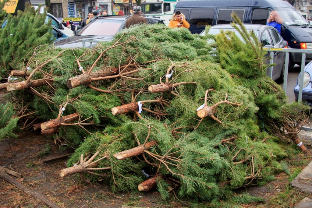 Новогодние ели в Запорожье: места продаж и актуальные цены