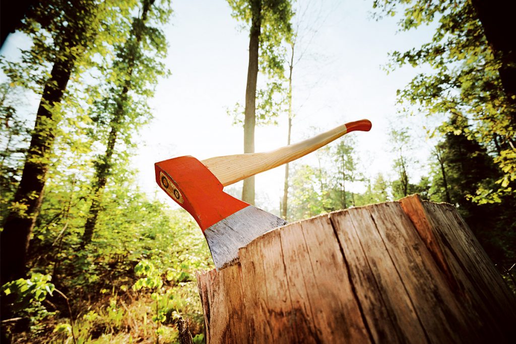 «Запорожстали» дали зеленый свет на вырубку нескольких десятков деревьев