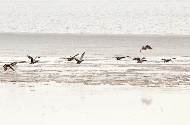 Птицы зимуют на Бердянской косе: в сети появились завораживающие фото