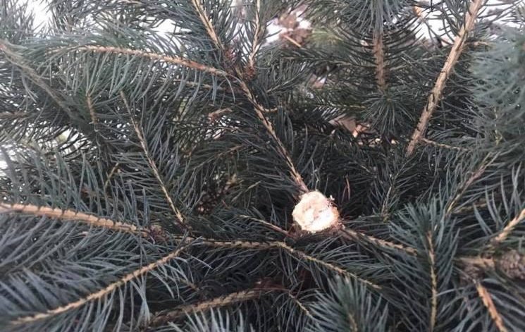 «Вам елка надо?»: В Запорожье ночью злоумышленники срезали и пытались продать ель (ВИДЕО)