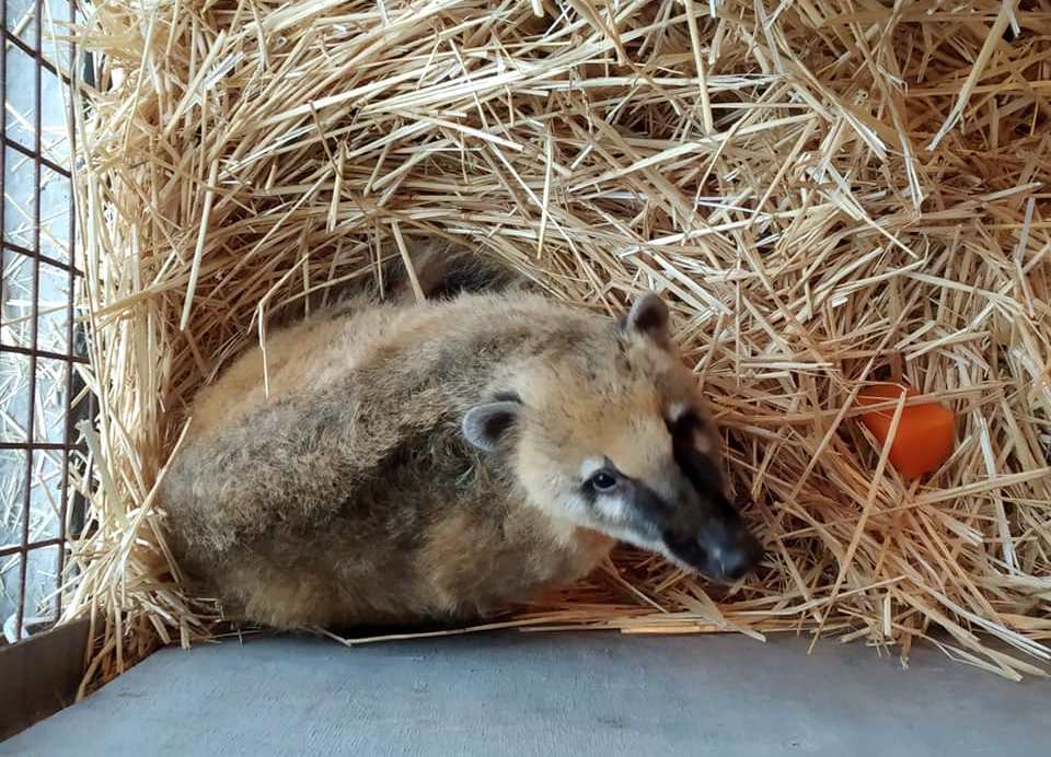 В Запорожской области реабилитационный центр приютил животных, выступавших в цирке (ФОТО)