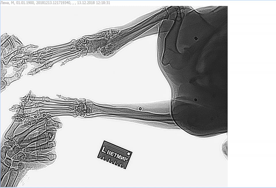 Шесть пуль и жажда жизни: в запорожскую ветклинику доставили сложного пациента (ФОТО)
