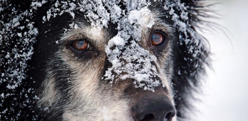 Обрекли на смерть: в Запорожье пса привязали к дереву и бросили на морозе (ФОТО)