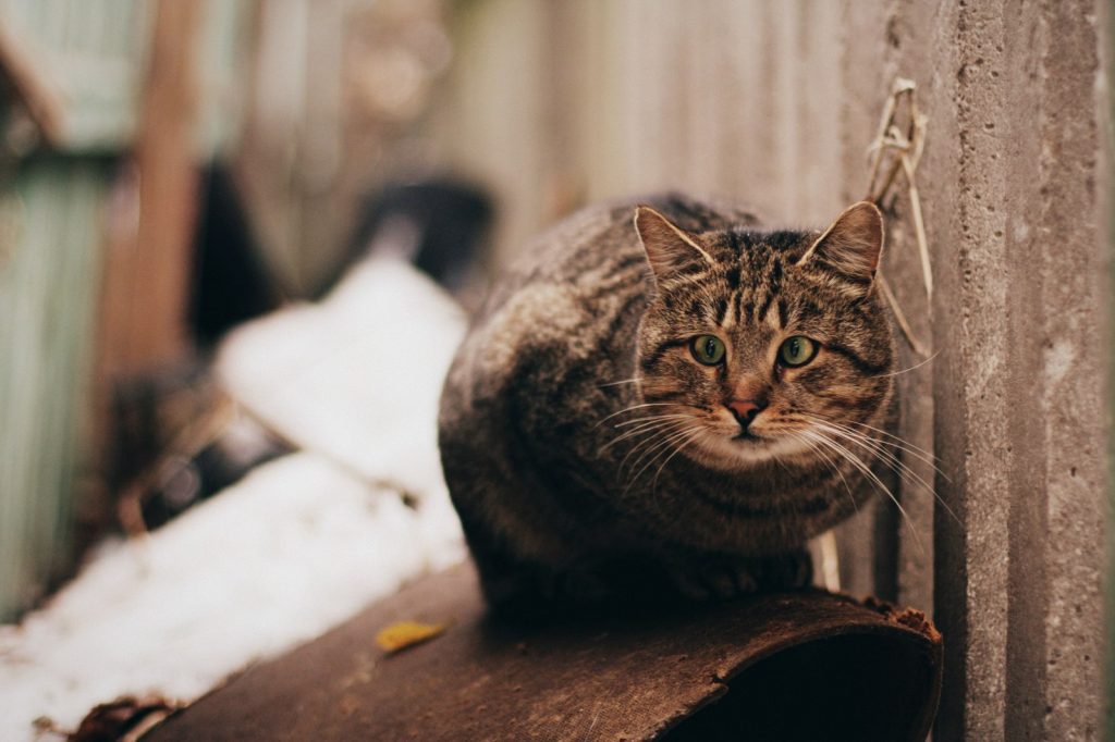 В центральном районе Запорожья обнаружены живодеры, стреляющие по котам (ФОТО)