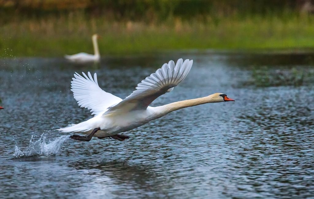 В Запорожской области заметили еще одних вестников весны (ФОТО)