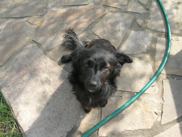 В Запорожском районе хозяева, разыскивая свою собаку, наткнулись на ловушки-петли для животных (ФОТО)