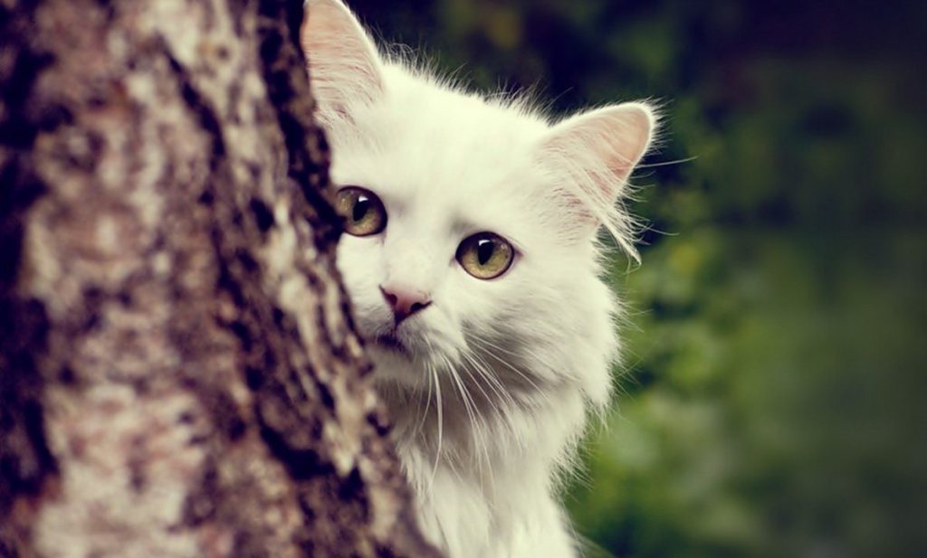 В Запорожье для котиков построили дом на дереве (ФОТО)