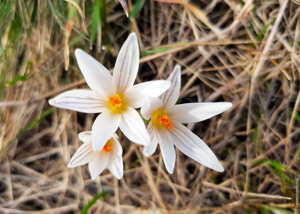 На Хортице запечатлели краснокнижные первоцветы (ФОТО)
