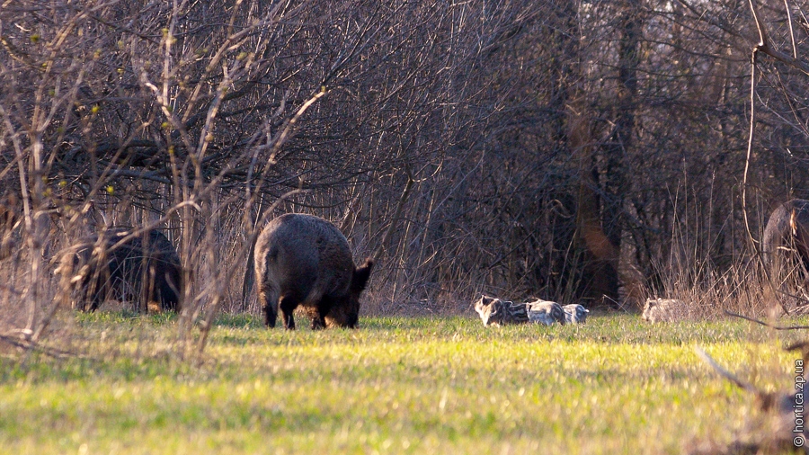 На Хортице растет количество диких кабанов, заражённых африканской чумой
