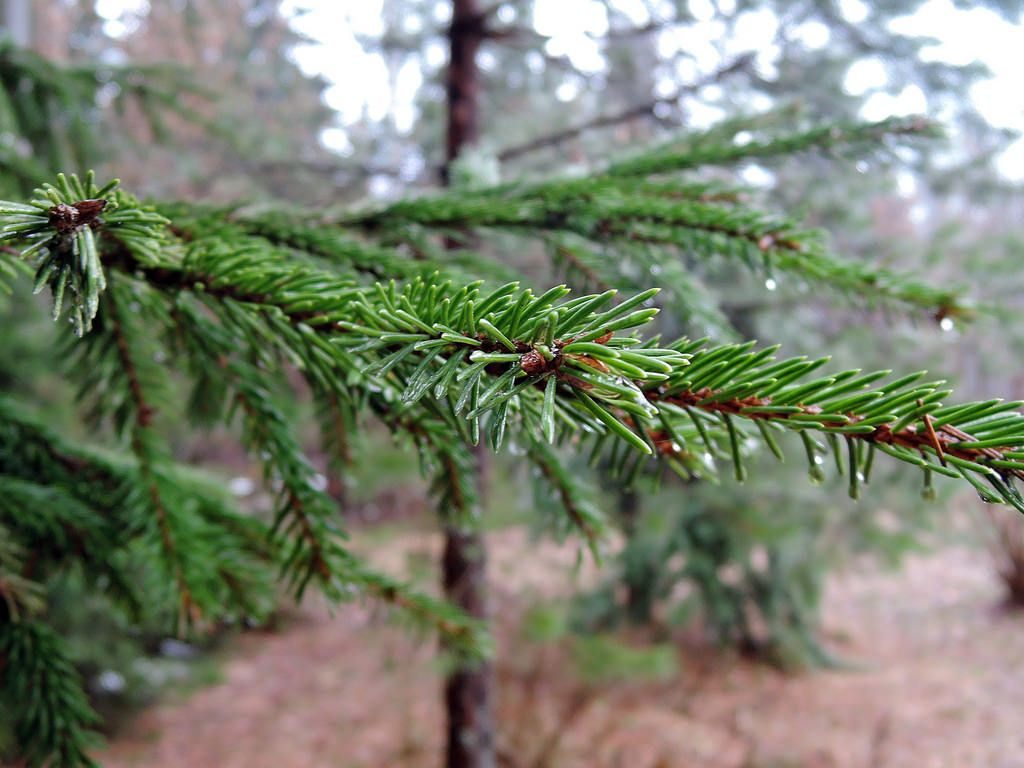 В Запорожье целый день будет идти дождь (ПРОГНОЗ)