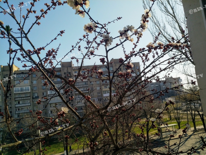 В Запорожской области зацвели абрикосы (ФОТО)