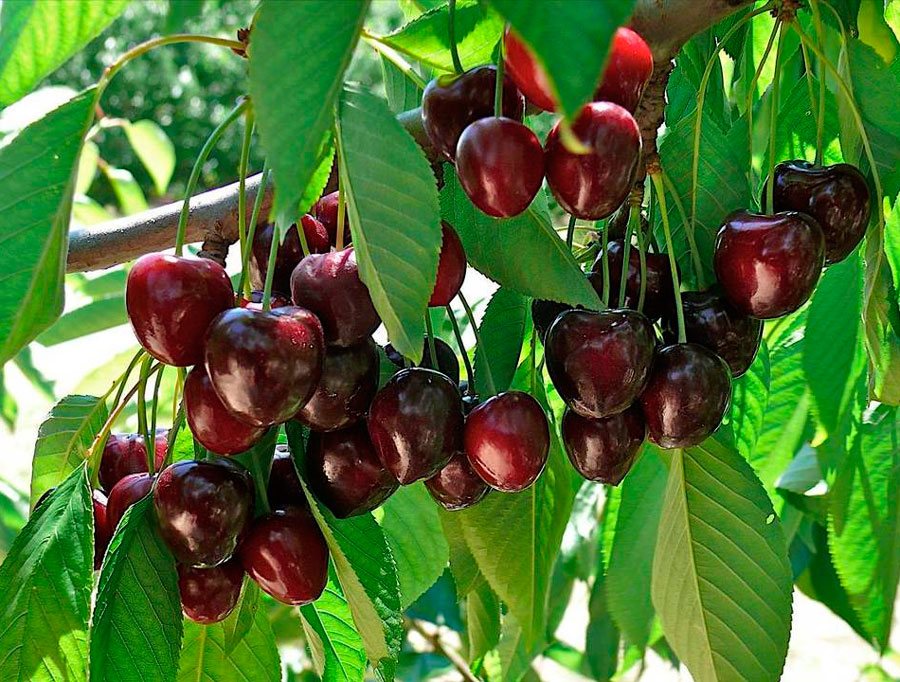 Бренд «Мелитопольская черешня» могут зарегистрировать как географическое указание