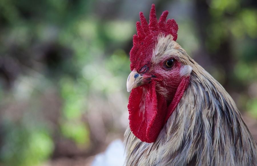 В Запорожье ребенок выгуливал на поводке петуха (ВИДЕО)