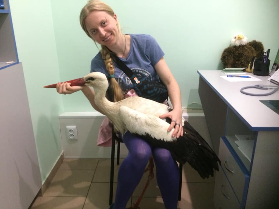 В Запорожье зоозащитница спасает аиста: птице нужна помощь (ФОТО)
