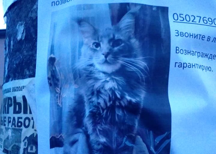 В Запорожье пропал мейн-кун: нашедшему обещают награду (ФОТО)
