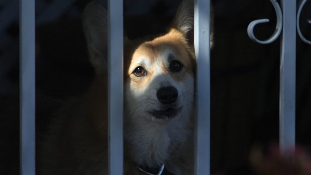 В Запорожской области едва не погибли собаки, оказавшись в бетонной ловушке