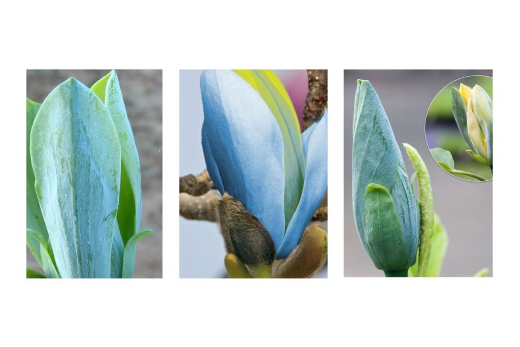 Запорожцы смогут полюбоваться удивительными магнолиями