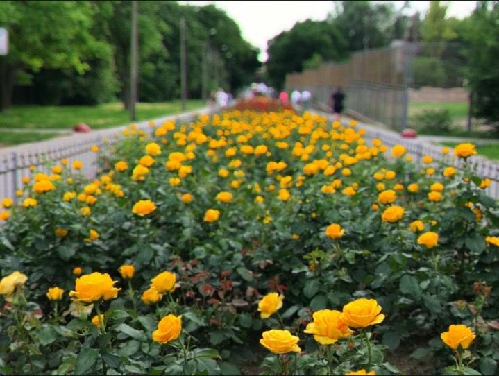 Как выглядит цветущая Аллея роз в Запорожье (ФОТОРЕПОРТАЖ)