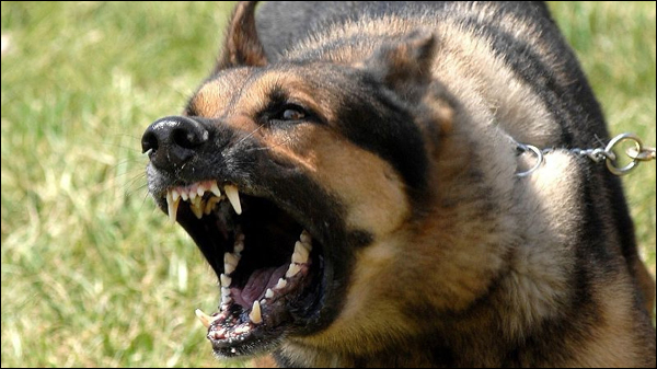 В Запорожской области  дебошир натравил собаку на человека, побил окна в кафе —  это мелкое хулиганство